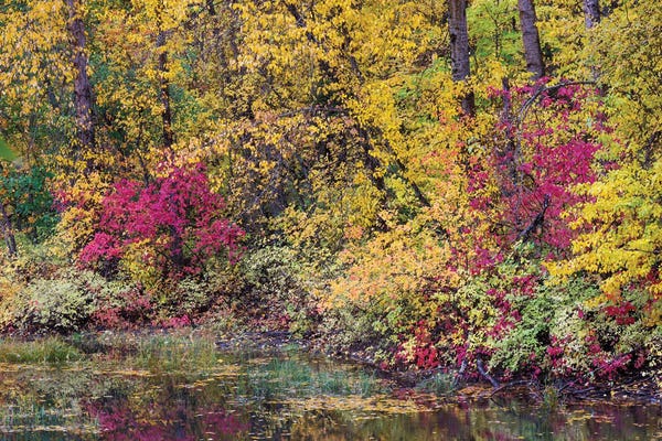 Washington: USA, Washington State, Small Pond Near Easton Surrounded By Fall Colored Trees by Darrell Gulin