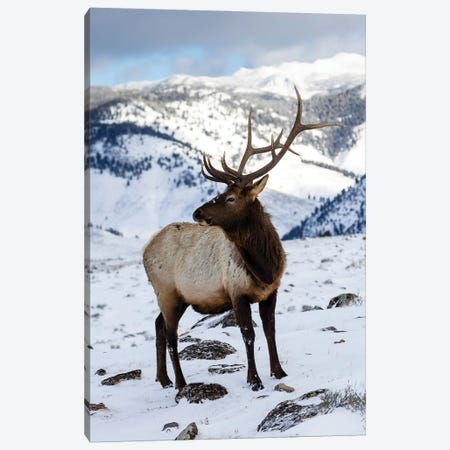 USA, Wyoming, Yellowstone National Park Lone Bull Elk In Snow Canvas Print #DGU197} by Darrell Gulin Art Print