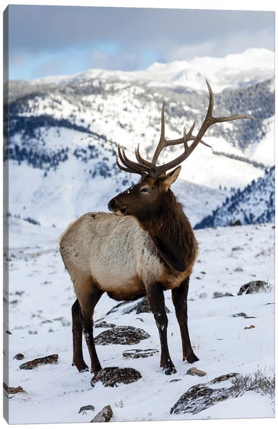 USA, Wyoming, Yellowstone National Park Lone Bull Elk In Snow Canvas Art Print - Macro Photography