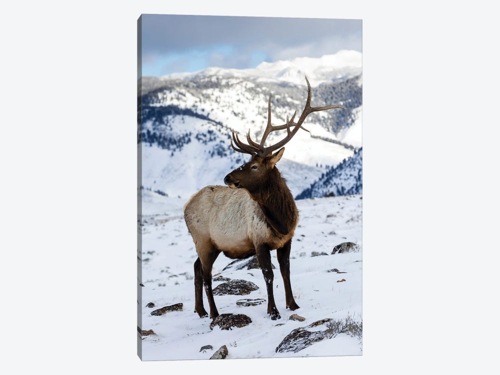 USA, Wyoming, Yellowstone National Park Lone Bull Elk In Snow by Darrell Gulin 1-piece Art Print
