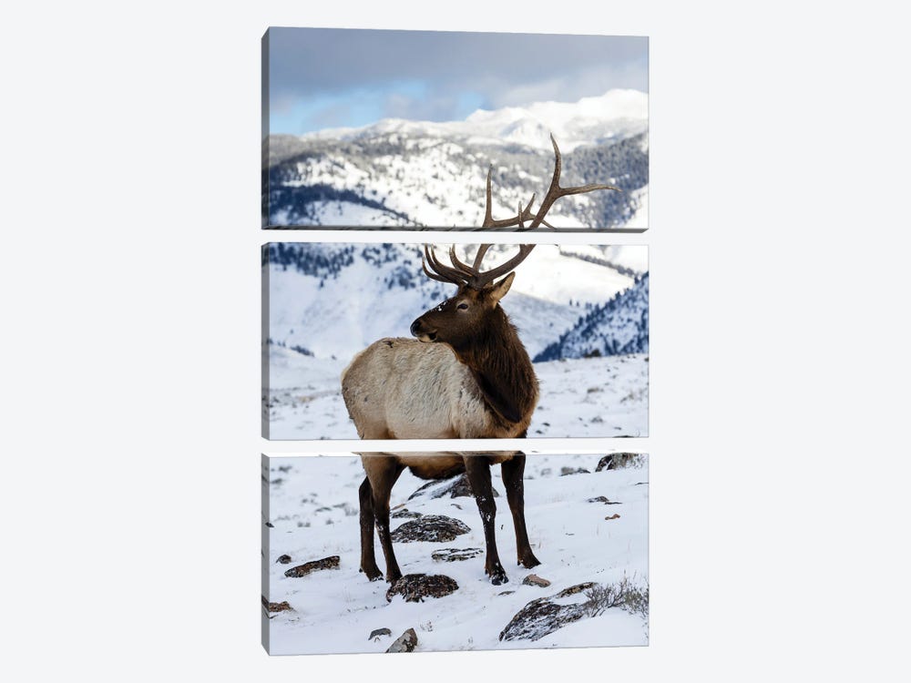 USA, Wyoming, Yellowstone National Park Lone Bull Elk In Snow by Darrell Gulin 3-piece Canvas Print