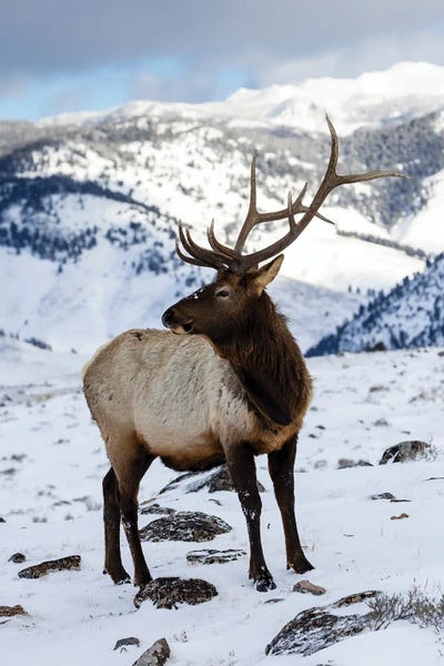Darrell Gulin: USA, Wyoming, Yellowstone National Park Lone Bull Elk In Snow by Darrell Gulin