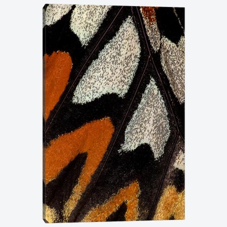 Butterfly Wing Macro-Photography XII Canvas Print #DGU19} by Darrell Gulin Canvas Artwork