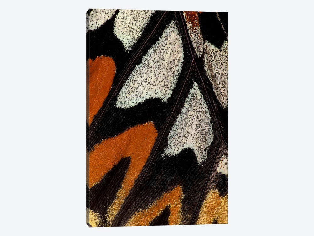 Butterfly Wing Macro-Photography XII by Darrell Gulin 1-piece Canvas Artwork