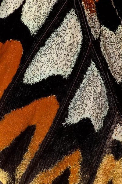 Abstracts In Nature: Butterfly Wing Macro-Photography XII by Darrell Gulin