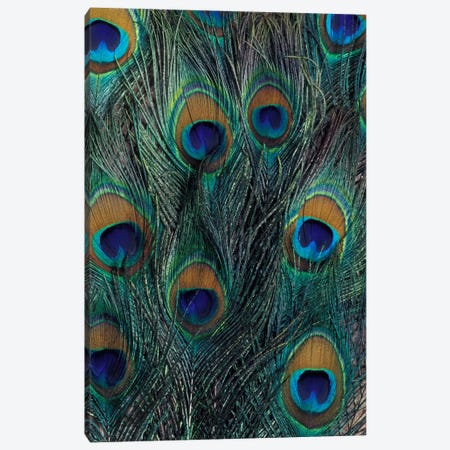 Peacock Feathers In Zoom Canvas Print #DGU1} by Darrell Gulin Art Print