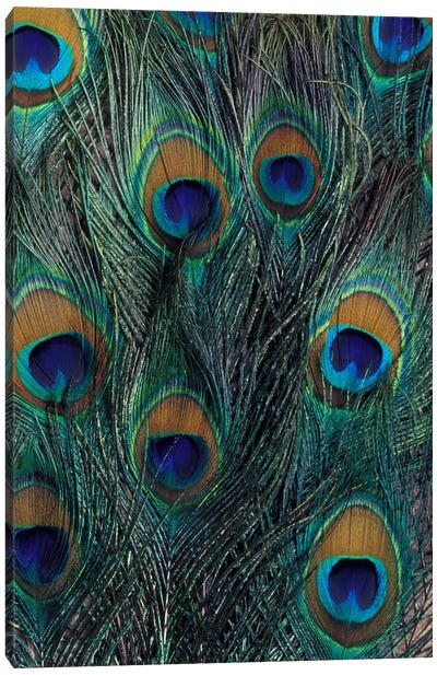 Peacock Feathers In Zoom Canvas Art Print - Feather Art