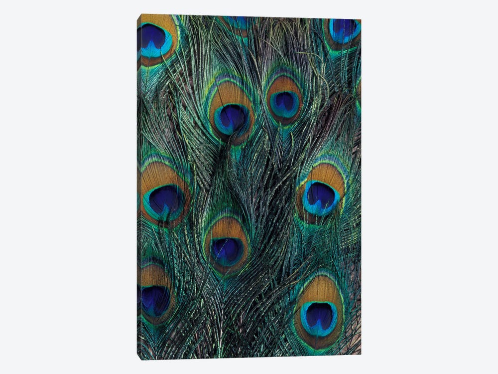 Peacock Feathers In Zoom by Darrell Gulin 1-piece Canvas Artwork