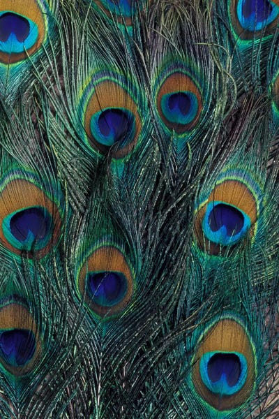 Feathers: Peacock Feathers In Zoom by Darrell Gulin