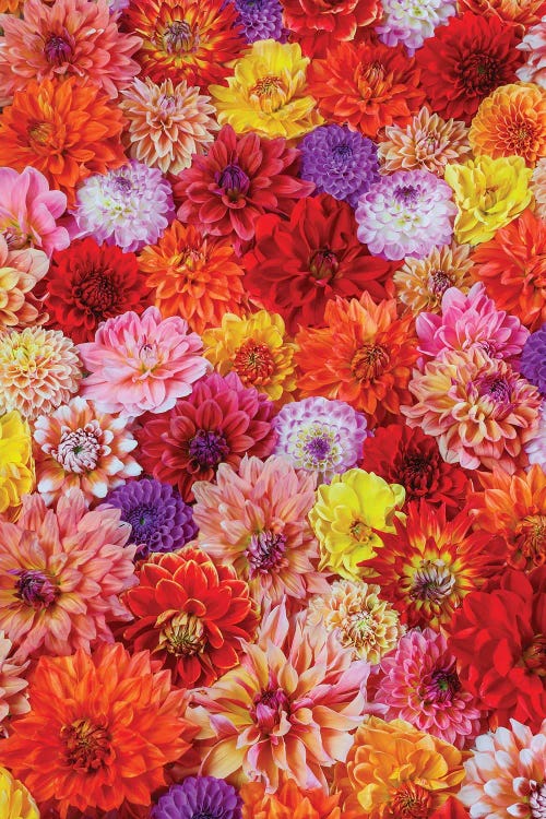 USA, Washington State, Sammamish. Dahlia Grouping Flower Pattern And Design