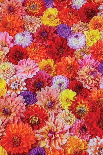 Dahlias: USA, Washington State, Sammamish. Dahlia Grouping Flower Pattern And Design by Darrell Gulin