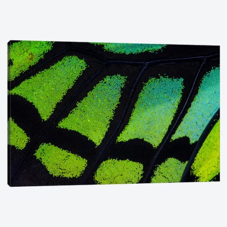 Butterfly Wing Macro-Photography XIII Canvas Print #DGU20} by Darrell Gulin Art Print
