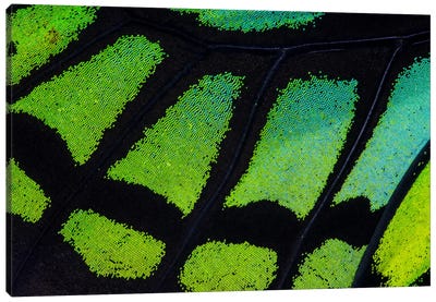 Butterfly Wing Macro-Photography XIII Canvas Art Print - Darrell Gulin