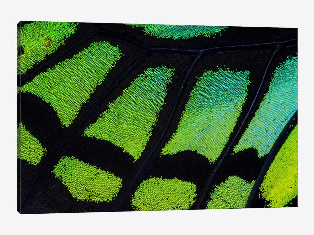 Butterfly Wing Macro-Photography XIII by Darrell Gulin 1-piece Canvas Artwork