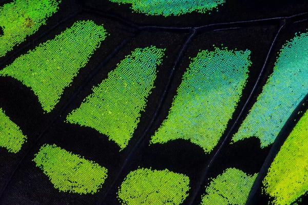 Darrell Gulin: Butterfly Wing Macro-Photography XIII by Darrell Gulin