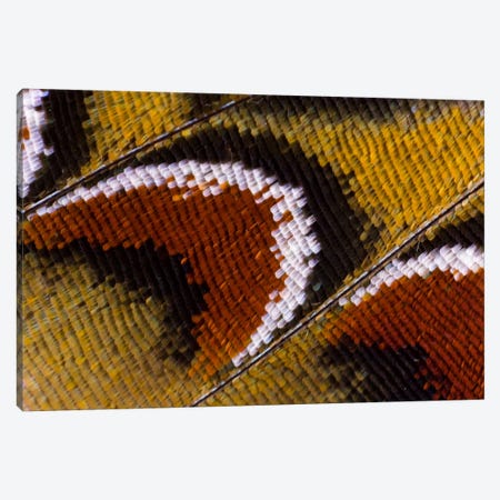 Butterfly Wing Macro-Photography XIV Canvas Print #DGU21} by Darrell Gulin Canvas Print