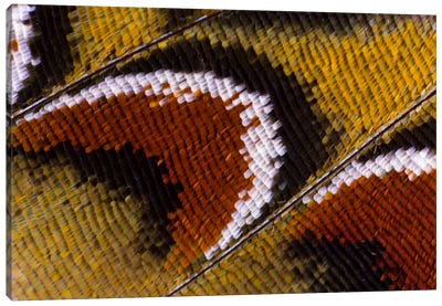 Butterfly Wing Macro-Photography XIV Canvas Art Print - Wings Art