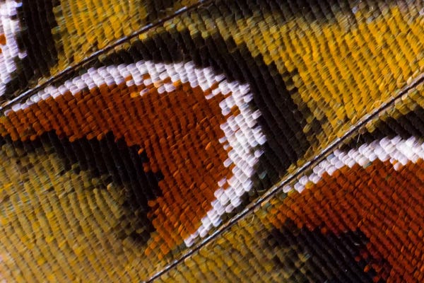 Darrell Gulin: Butterfly Wing Macro-Photography XIV by Darrell Gulin