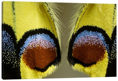 Butterfly Wing Macro-Photography XV Canvas Art Print - Darrell Gulin