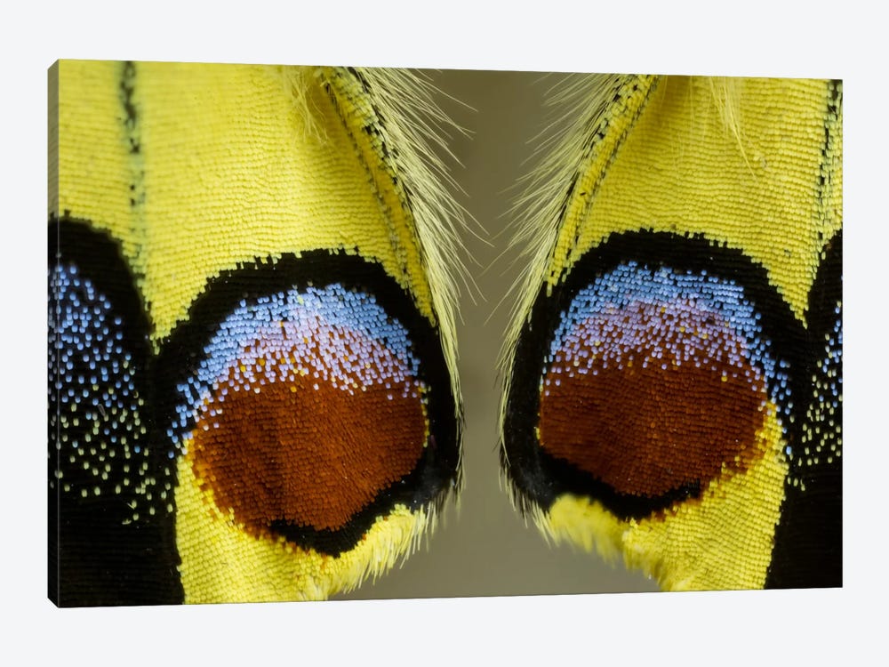 Butterfly Wing Macro-Photography XV by Darrell Gulin 1-piece Canvas Wall Art