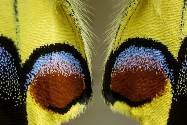 Darrell Gulin: Butterfly Wing Macro-Photography XV by Darrell Gulin