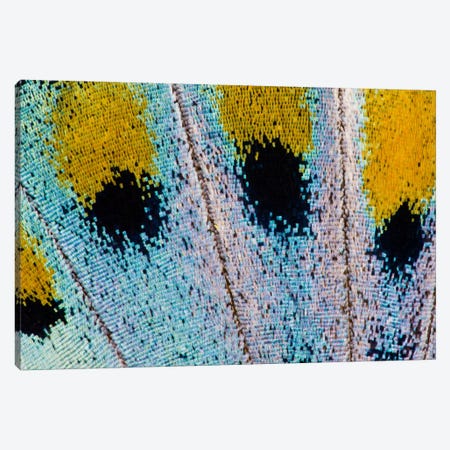 Butterfly Wing Macro-Photography XVI Canvas Print #DGU23} by Darrell Gulin Canvas Art Print