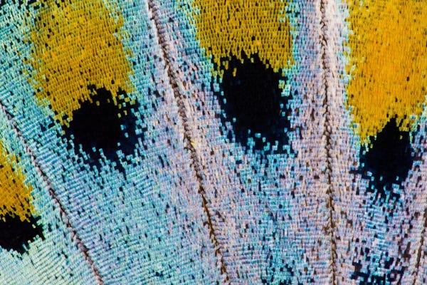 Wings: Butterfly Wing Macro-Photography XVI by Darrell Gulin