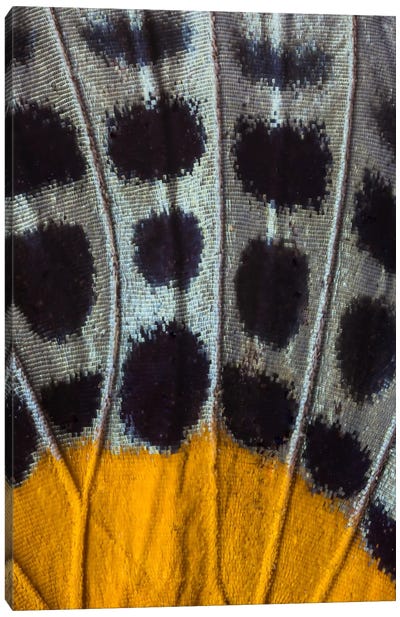 Butterfly Wing Macro-Photography XVII Canvas Art Print - Macro Photography