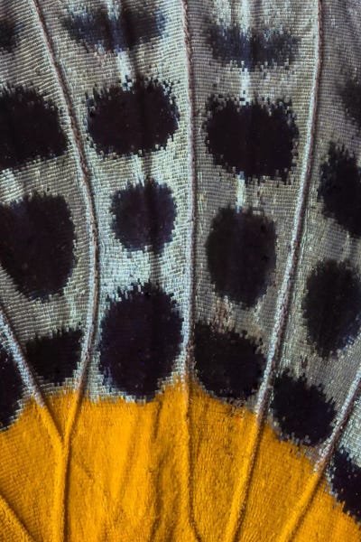 Darrell Gulin: Butterfly Wing Macro-Photography XVII by Darrell Gulin