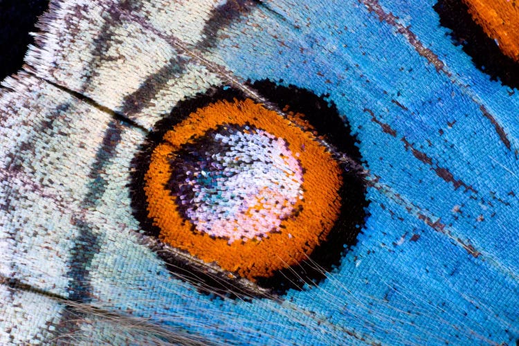 Butterfly Wing Macro-Photography XVIII