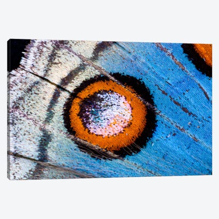 Butterfly Wing Macro-Photography XVIII Canvas Print #DGU25} by Darrell Gulin Canvas Art