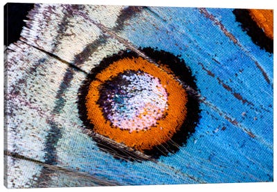 Butterfly Wing Macro-Photography XVIII Canvas Art Print - Wings Art