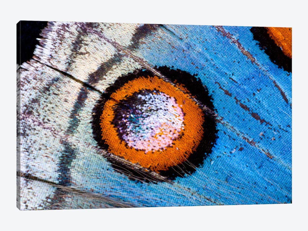 Butterfly Wing Macro-Photography XVIII by Darrell Gulin 1-piece Canvas Art Print