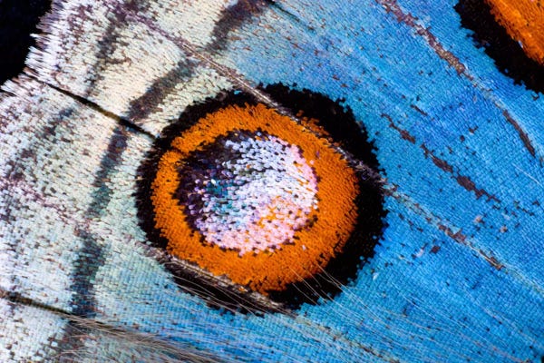 Darrell Gulin: Butterfly Wing Macro-Photography XVIII by Darrell Gulin