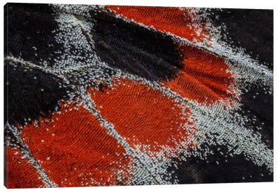 Butterfly Wing Macro-Photography XIX Canvas Art Print - Macro Photography