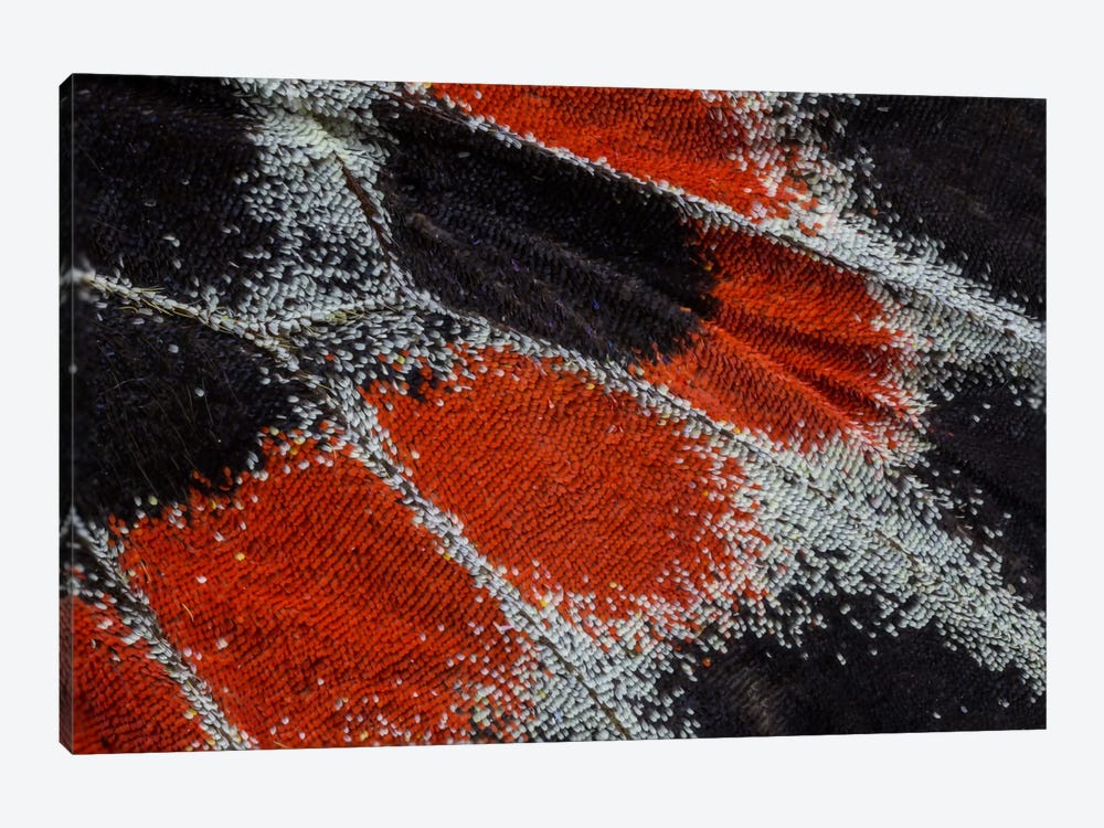 Butterfly Wing Macro-Photography XIX by Darrell Gulin 1-piece Canvas Wall Art