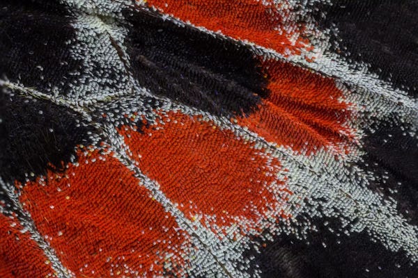 Darrell Gulin: Butterfly Wing Macro-Photography XIX by Darrell Gulin