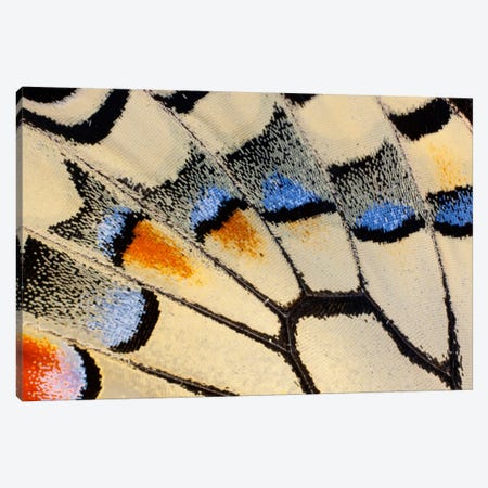 Butterfly Wing Macro-Photography XX Canvas Print #DGU27} by Darrell Gulin Canvas Wall Art