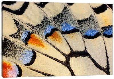 Butterfly Wing Macro-Photography XX Canvas Art Print - Wings Art
