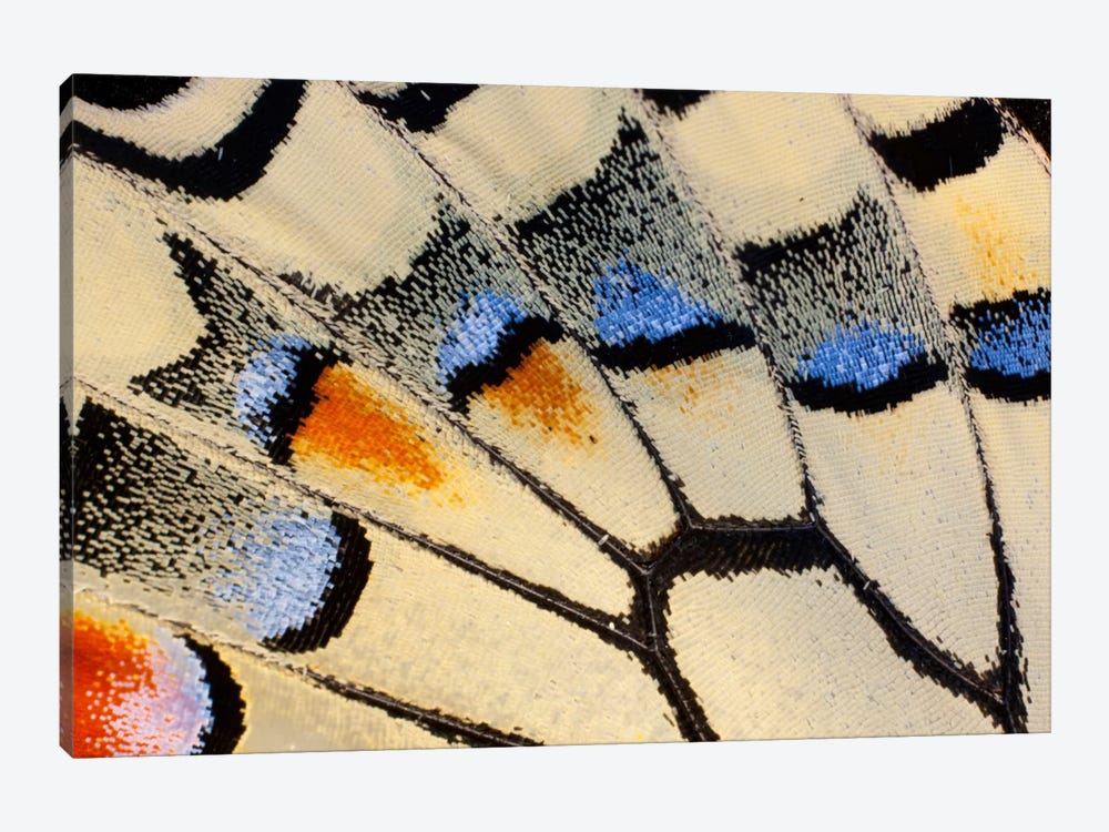 Butterfly Wing Macro-Photography XX by Darrell Gulin 1-piece Canvas Print