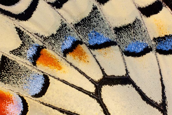 Abstracts In Nature: Butterfly Wing Macro-Photography XX by Darrell Gulin