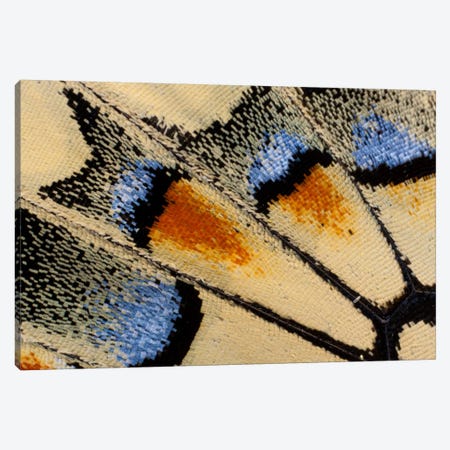 Butterfly Wing Macro-Photography XXI Canvas Print #DGU28} by Darrell Gulin Canvas Art Print