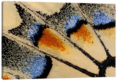 Butterfly Wing Macro-Photography XXI Canvas Art Print - Wings Art
