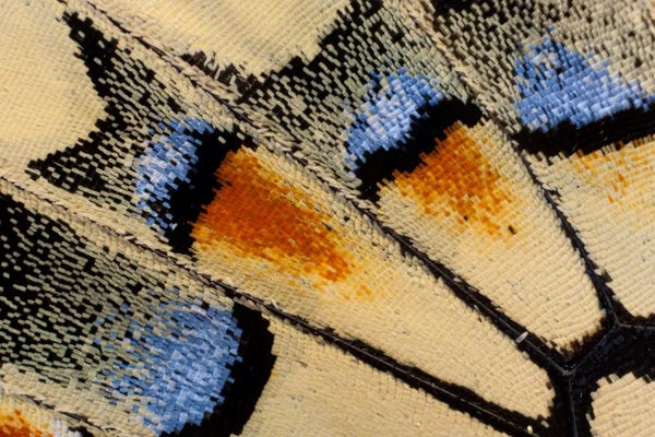 Wings: Butterfly Wing Macro-Photography XXI by Darrell Gulin