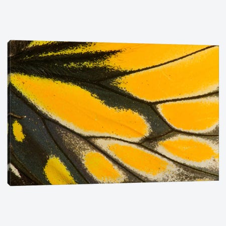 Butterfly Wing Macro-Photography XXII Canvas Print #DGU29} by Darrell Gulin Canvas Art Print