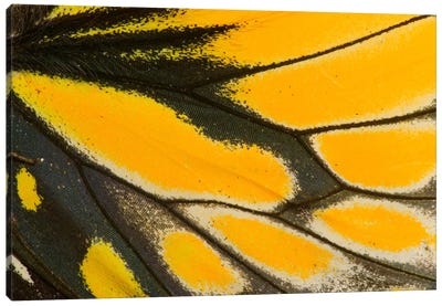 Butterfly Wing Macro-Photography XXII Canvas Art Print - Darrell Gulin