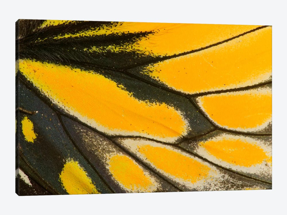 Butterfly Wing Macro-Photography XXII by Darrell Gulin 1-piece Art Print
