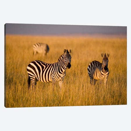 Plains Zebras, Maasai Mara National Reserve, Kenya Canvas Print #DGU2} by Darrell Gulin Canvas Art Print