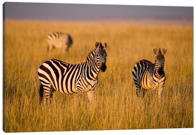 Plains Zebras, Maasai Mara National Reserve, Kenya Canvas Art Print