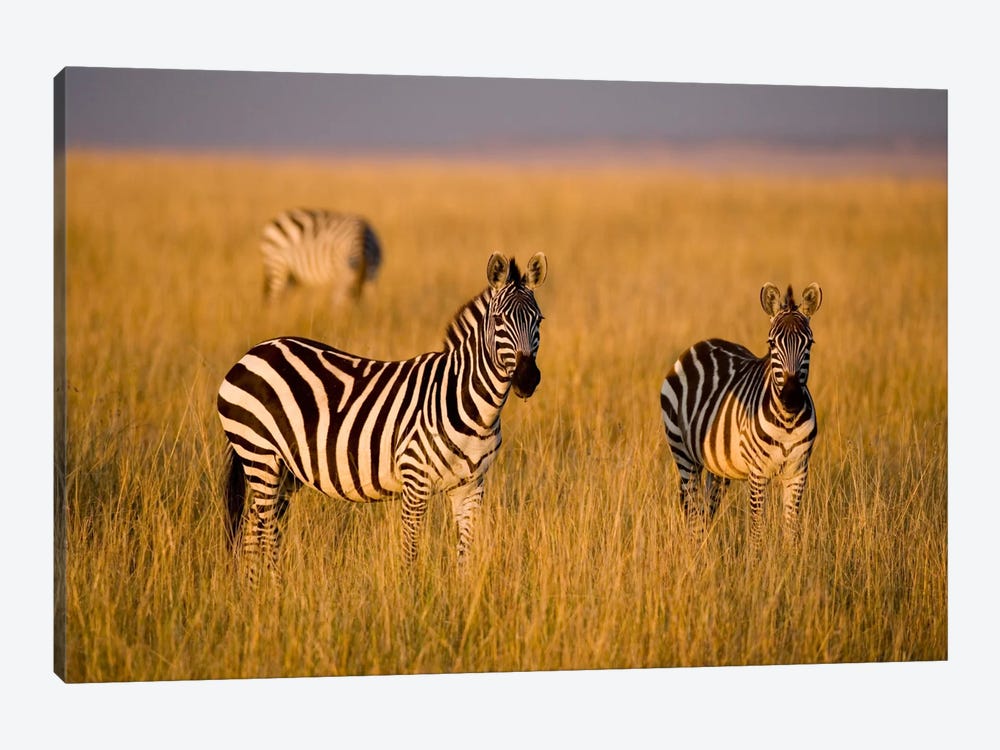 Plains Zebras, Maasai Mara National Reserve, Kenya by Darrell Gulin 1-piece Canvas Print